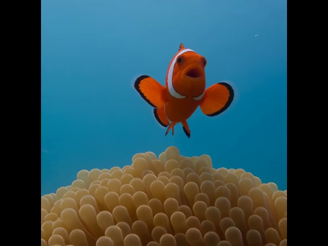 The clownfish settling onto the anemone
