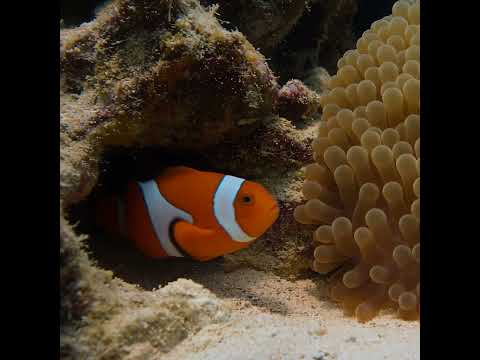 The clownfish resting inside the anemone