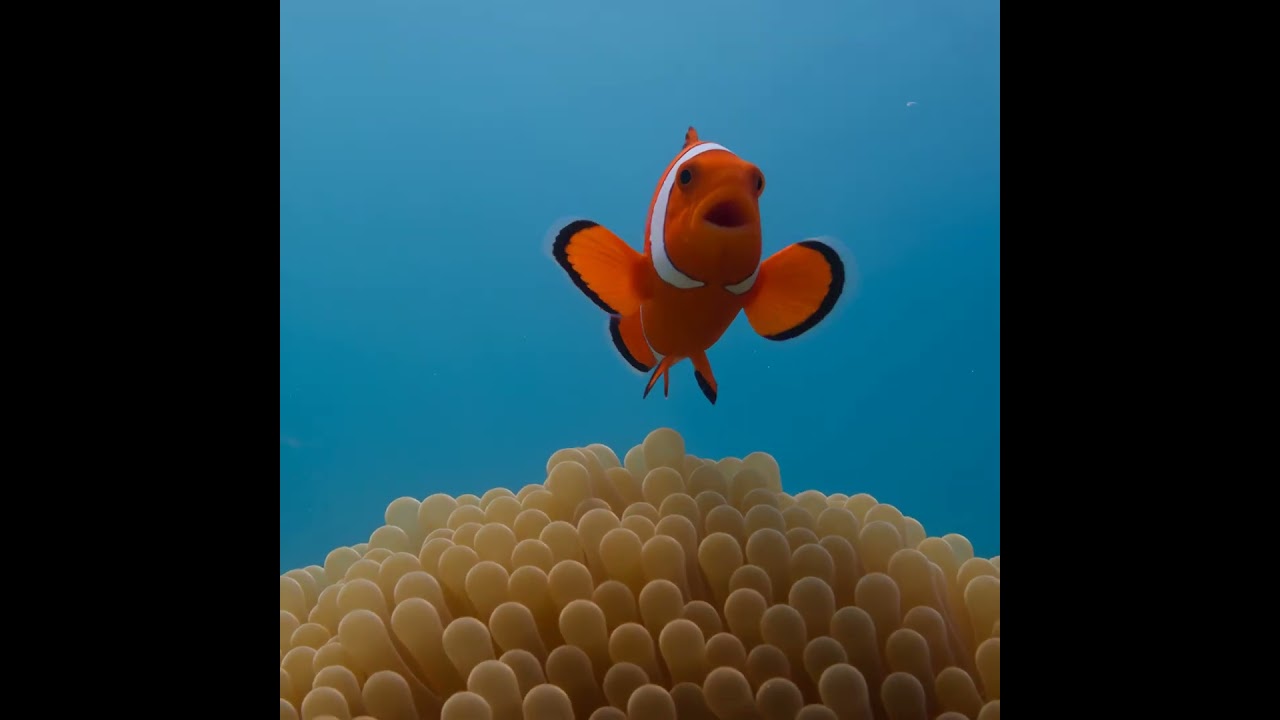 A frame from the Short: the clownfish above the anemone